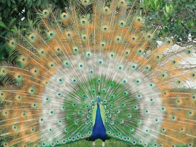 Pavo-real