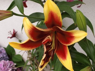 Lilium - Hemisferio Norte