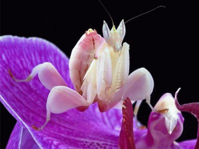 Mantis Orquidea - Asia