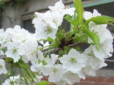 Flor de cirerer