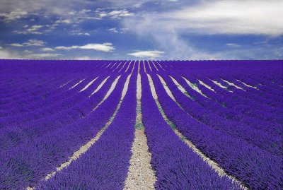 field of lavender