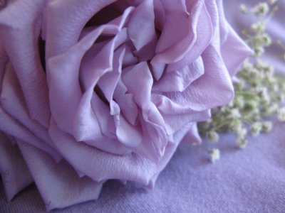 Lavender Rose