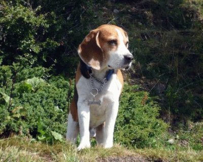 Beagle di vedetta