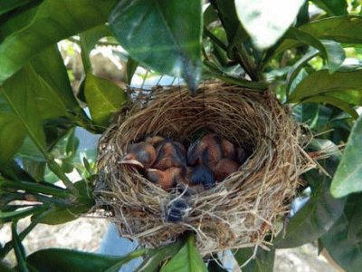 In attesa della mamma