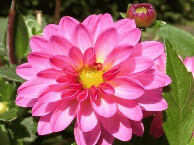 Dahlia Dahlstar Sunset Pink - MÃ©xico