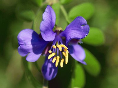 Flor Solitaria de GuayacÃ¡n - MÃ©xico