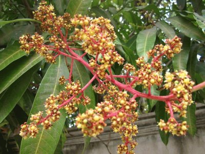 Mangifera Indica - AmÃ©rica