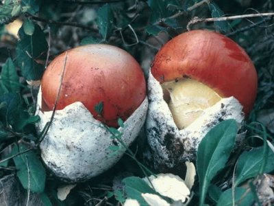 Amanita Cesarea