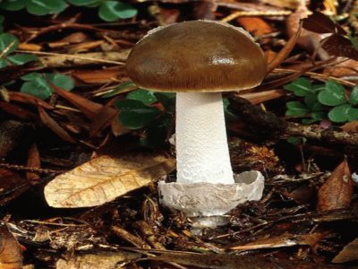 Amanita Constricta