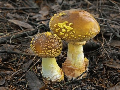 Amanita Francheti