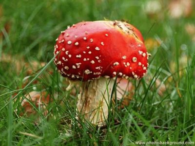 Amanita Muscaria