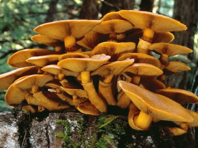 Gymnopilus Spectabilis