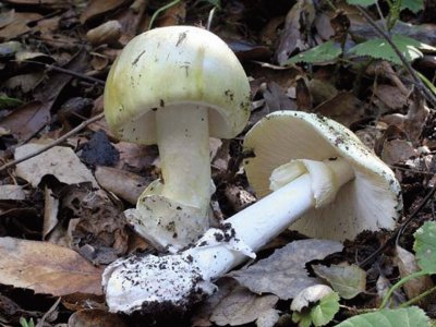 Amanita Phalloides