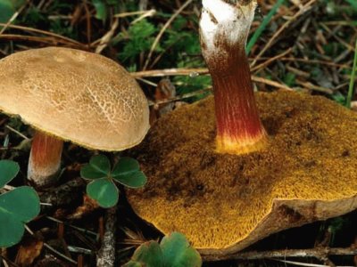 Boletus Chrysenteron