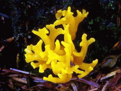 Calocera Viscosa