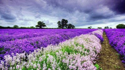 Purple and White Flower Field