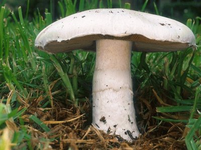 Agaricus Campestris