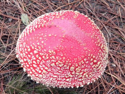 Amanita Muscaria 2