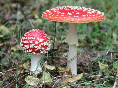 Amanita Muscaria 3