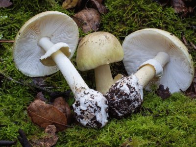 Amanita Phalloides 2