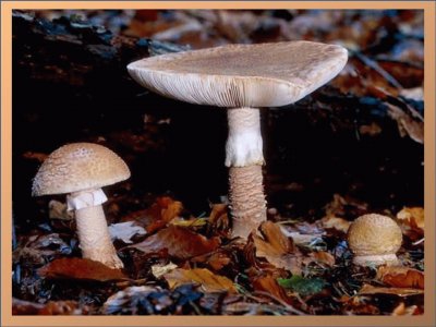 Amanita Rubencens