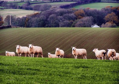 sheep shropshire