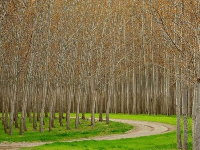 hybrid poplars