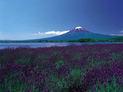 fields, flowers and Fuji