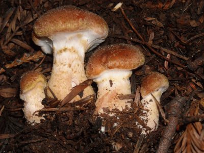 Armillaria Sinapina