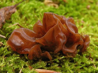 Auricularia Auricula-judae