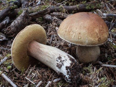 Boletus Edulis var. Grandedulis