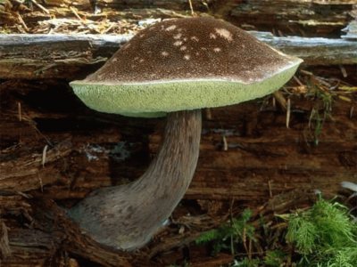 Boletus Mirabilis