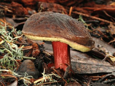 Boletus Zelleri