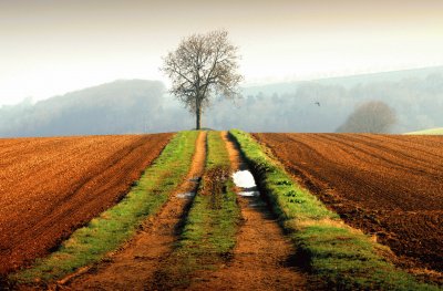 Lone tree