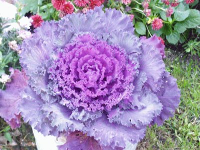 Purple Kale Brightens the Garden