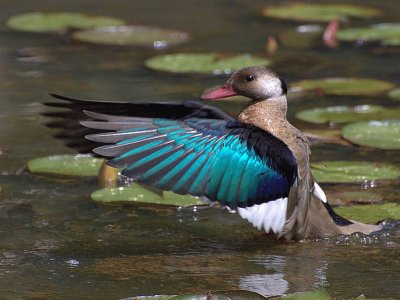 Amazonetta Brasiliensis