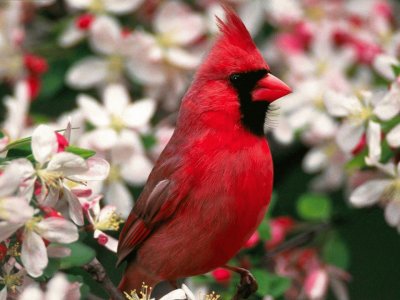 Cardenal Escarlata