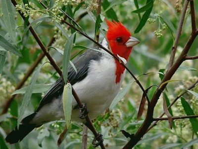 Cardenal Rojo