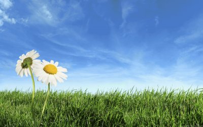 field with daisies