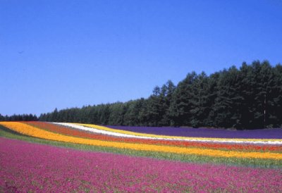 field of flowers