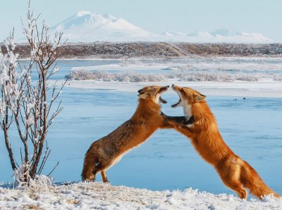 sparring foxes