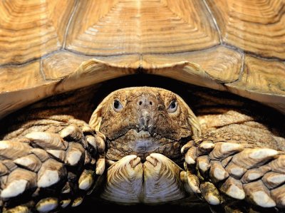 african tortoise