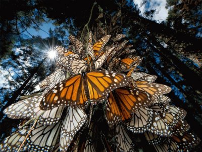 monarch butterflies