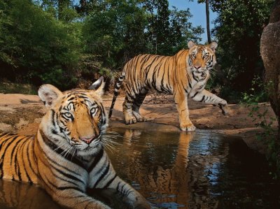 tigers at water