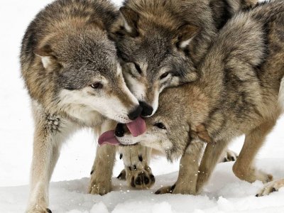 timber wolves