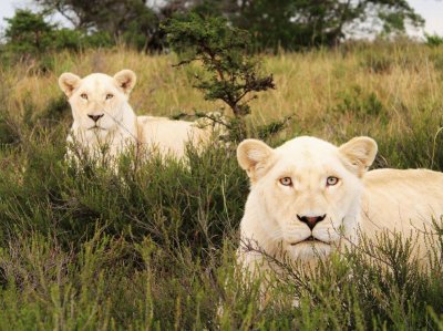 white lions