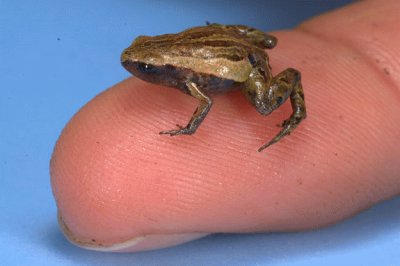 minifrog