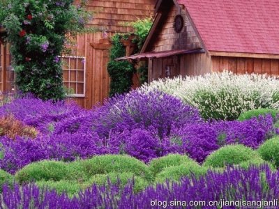 Cabin Surrounded by Purple Flowers