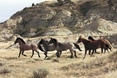 wild horses North Dakota