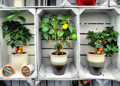 Fruit trees in boxes